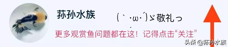 关于养七彩神仙鱼的视频,北方水养七彩神仙鱼行吗