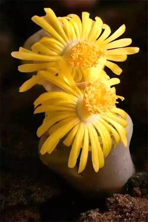 多肉生石花好看视频,多肉生石花开图