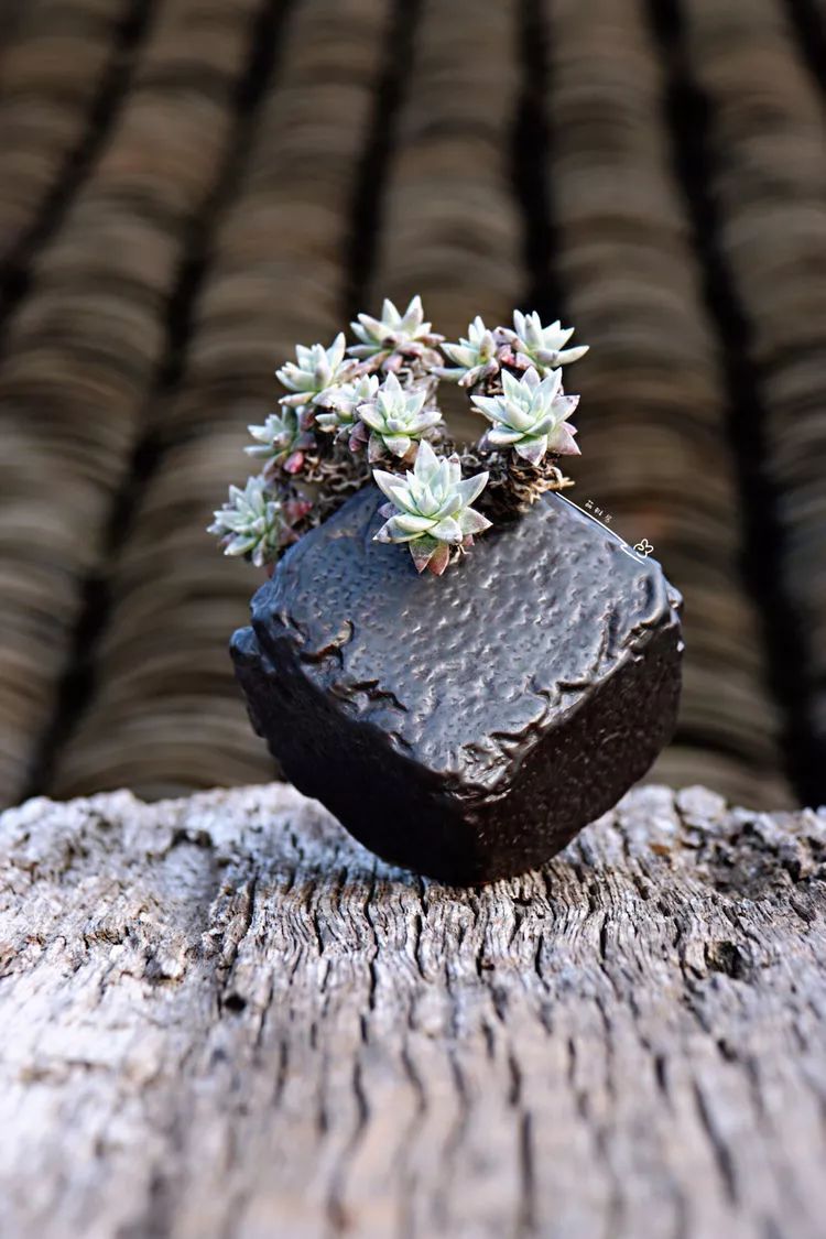 多肉最美的季节已来到,多肉最美的季节来临