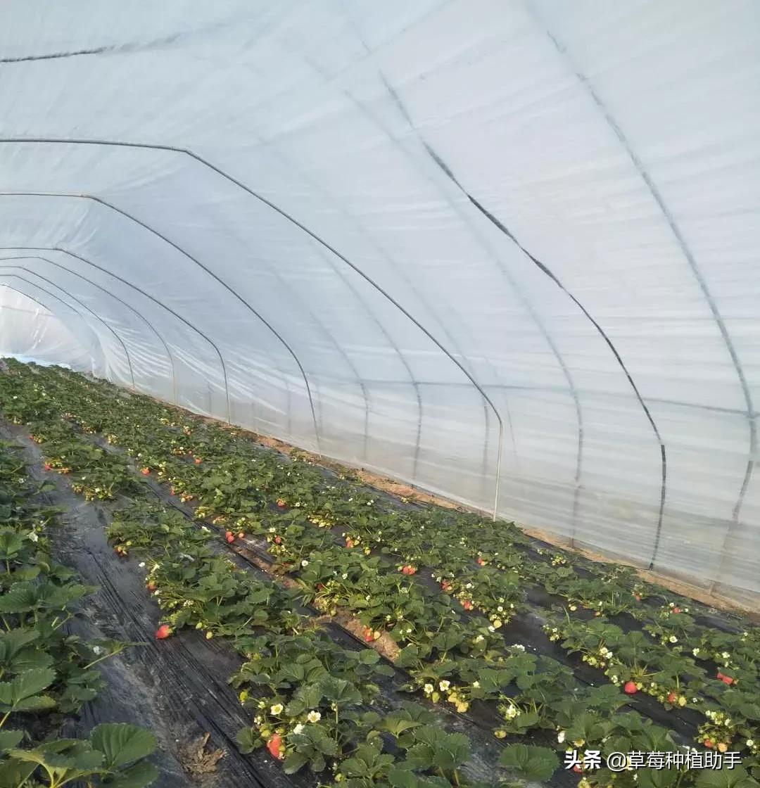 低温冷害对草莓的伤害有哪些,草莓低温受冻了