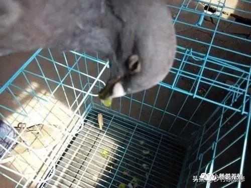 鸽子嗉囊炎可以用阿莫西林吗,怎么判断鸽子得了软嗉囊炎