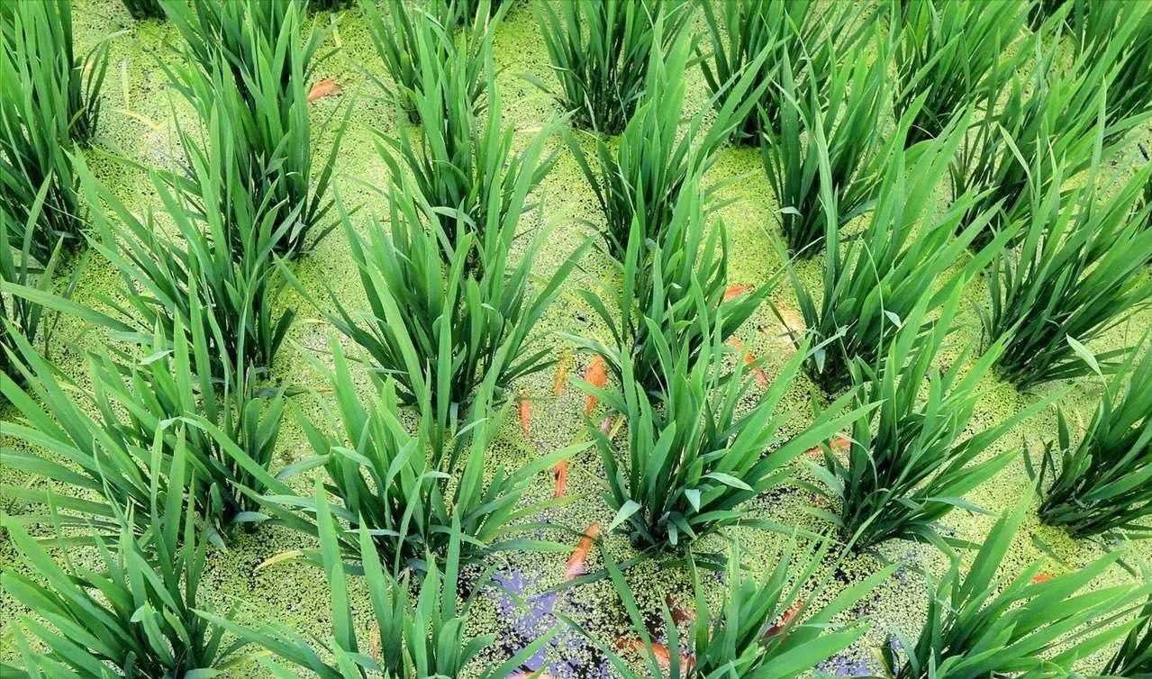 鱼稻共生养殖技术全部,稻鱼养殖的问题有哪些