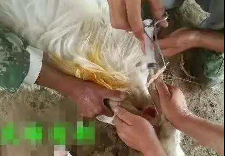 这2种兽药搭配在一起，治疗绵羊脑包虫病，效果牛