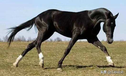 为什么汉武帝派遣张骞出使西域,汉武帝为何派张骞出使西域