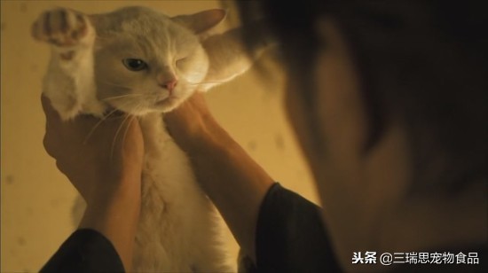 萌猫十大明星,十大萌猫排名