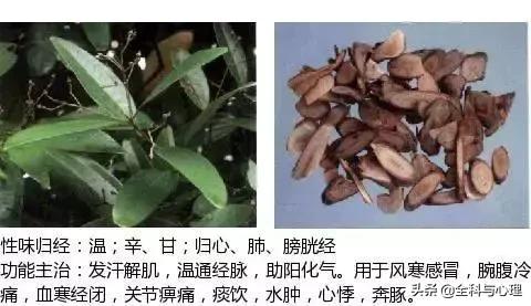 史上最全中草药图谱（附主治功效）（一）