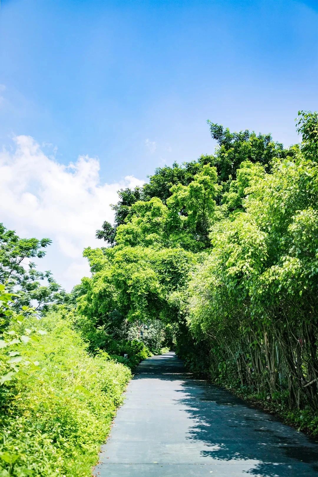 2021深圳免费适合遛娃玩地方排名,深圳免费游玩景点推荐