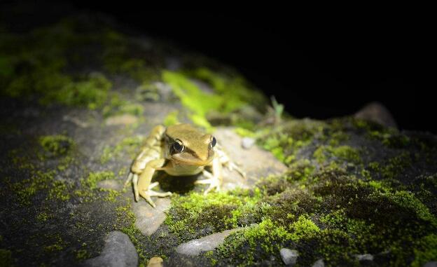 牛蛙蝌蚪水泡病用什么药治疗,蝌蚪常见疾病及治疗