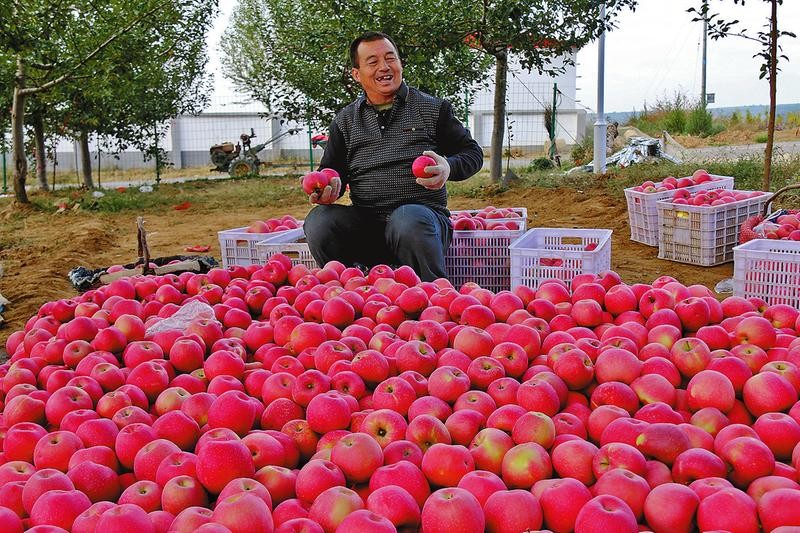 进口苹果关税是多少钱,进口苹果多少钱