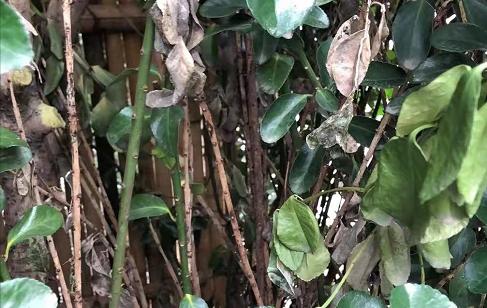 大叶黄杨黄叶病,大叶黄杨修剪过后叶片有枯斑