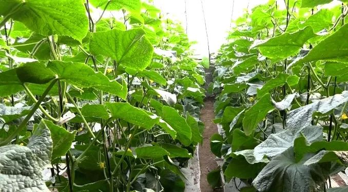 2022年最好的黄瓜种子是什么品种,德瑞特178黄瓜品种表现怎么样