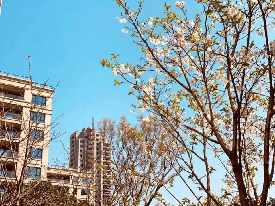 把园林搬进大平层,把园林景观搬进室内