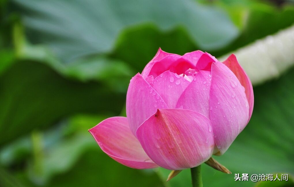 写荷花的诗词有多少,禅意荷花的诗词