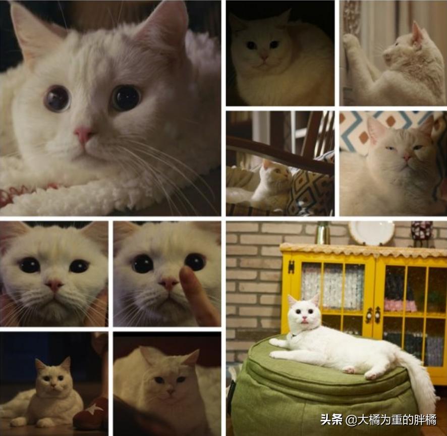 白猫“化身”*男美**子,与主人甜蜜同居,猫咪治愈剧《快过来》真甜