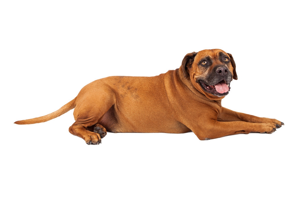 藏獒犬有什么用途呢,藏獒食物