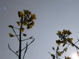 每个人记忆中的姥姥,你们记忆中的姥姥是什么样的