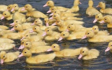 鸭体内有何寄生虫怎么防治,鸭大肠杆菌的防治方法