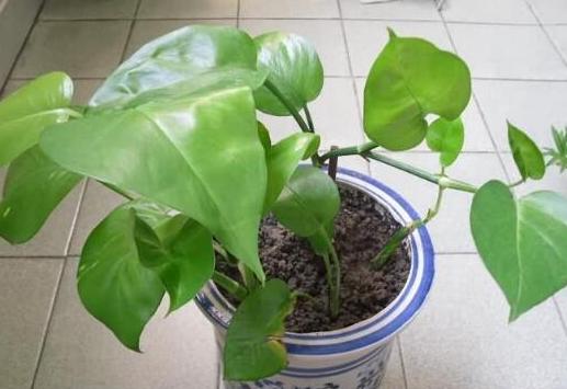 土培绿萝转水培绿萝的正确方法,土培转水培的绿萝正确方法