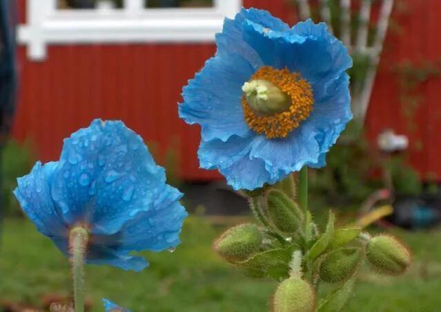 各国国花及其寓意,各国国花和象征意义