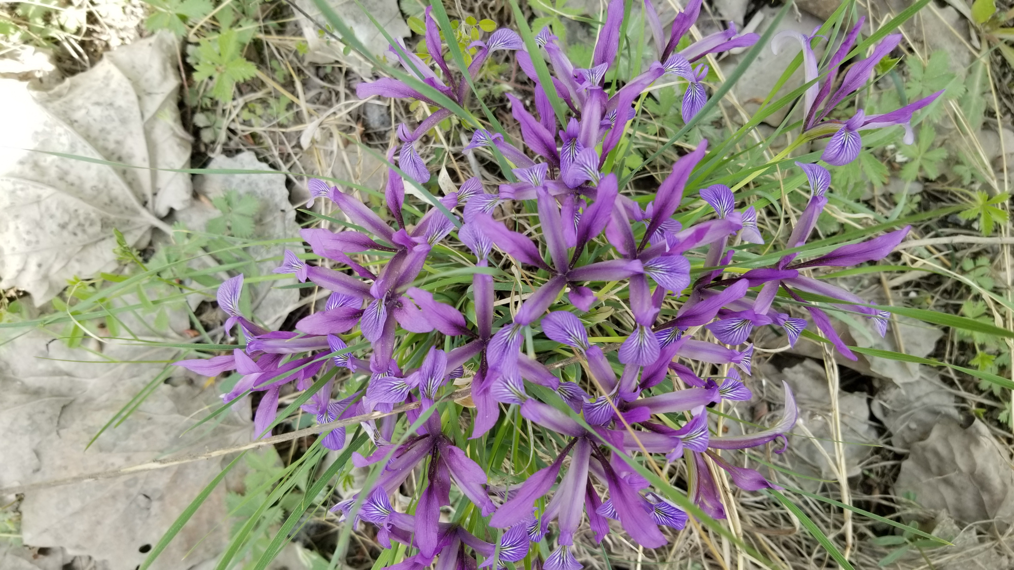 马蔺是木本还是草本植物,马蔺是草木还是花卉