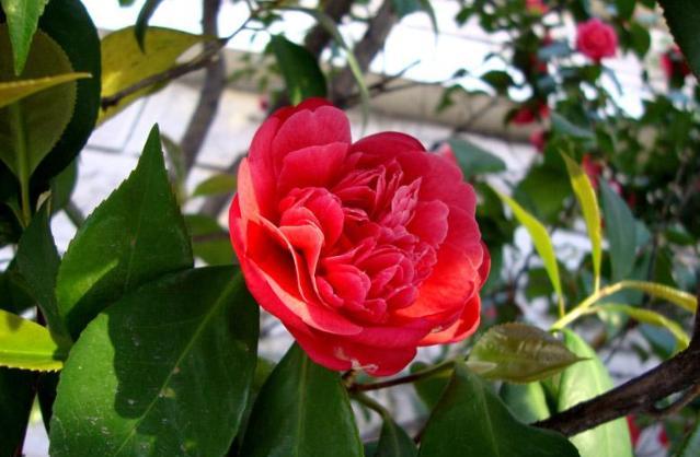 养花肥害是什么表现,养花肥害