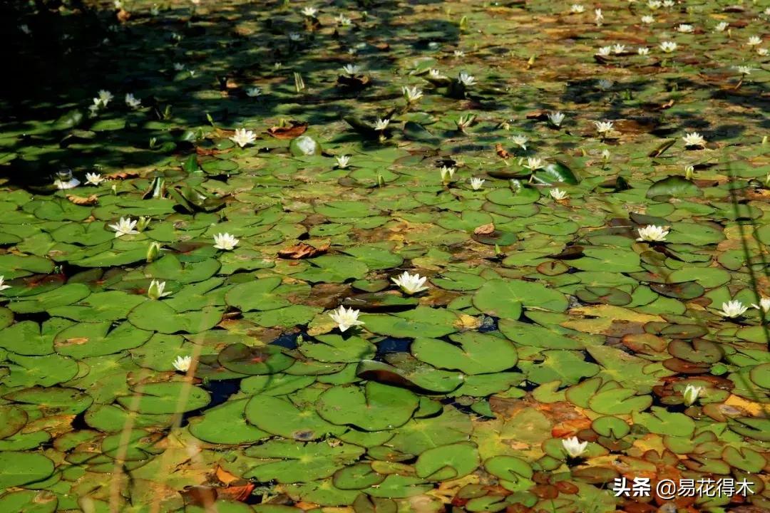 一级保护植物莼菜,国家保护野生一级莼菜