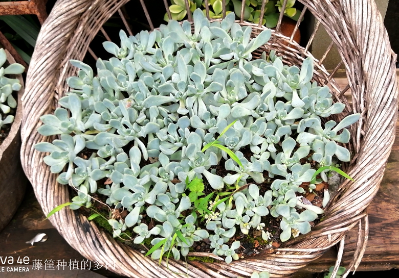 小容器种花草,别致花盆配什么花
