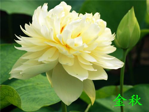 荷花种植时间是几月份,荷花种植多长时间开花