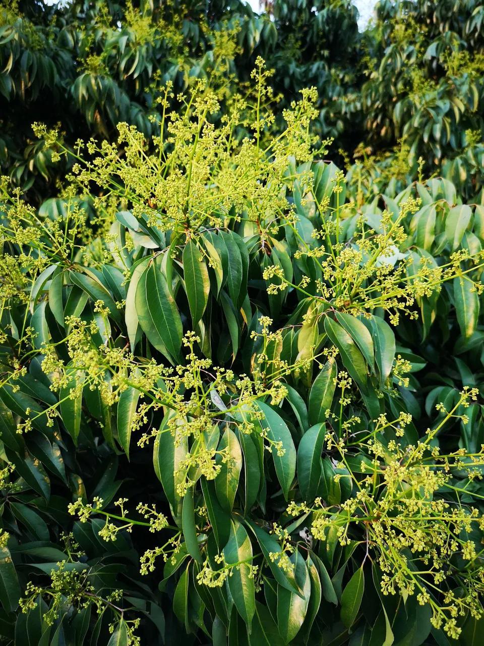 来到海南吃荔枝,到海南吃到的热带水果