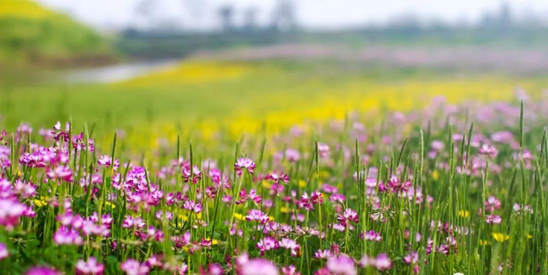 春雨的好词好句好段摘抄大全,写春雨的优美诗句可做题目