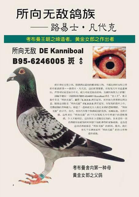 中外赛鸽名家经验集锦大全,国际十大赛鸽名家排名