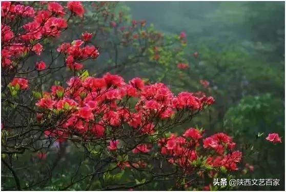 “三八妇女节”专栏：宝鸡著名诗人白麟《春天的女神》
