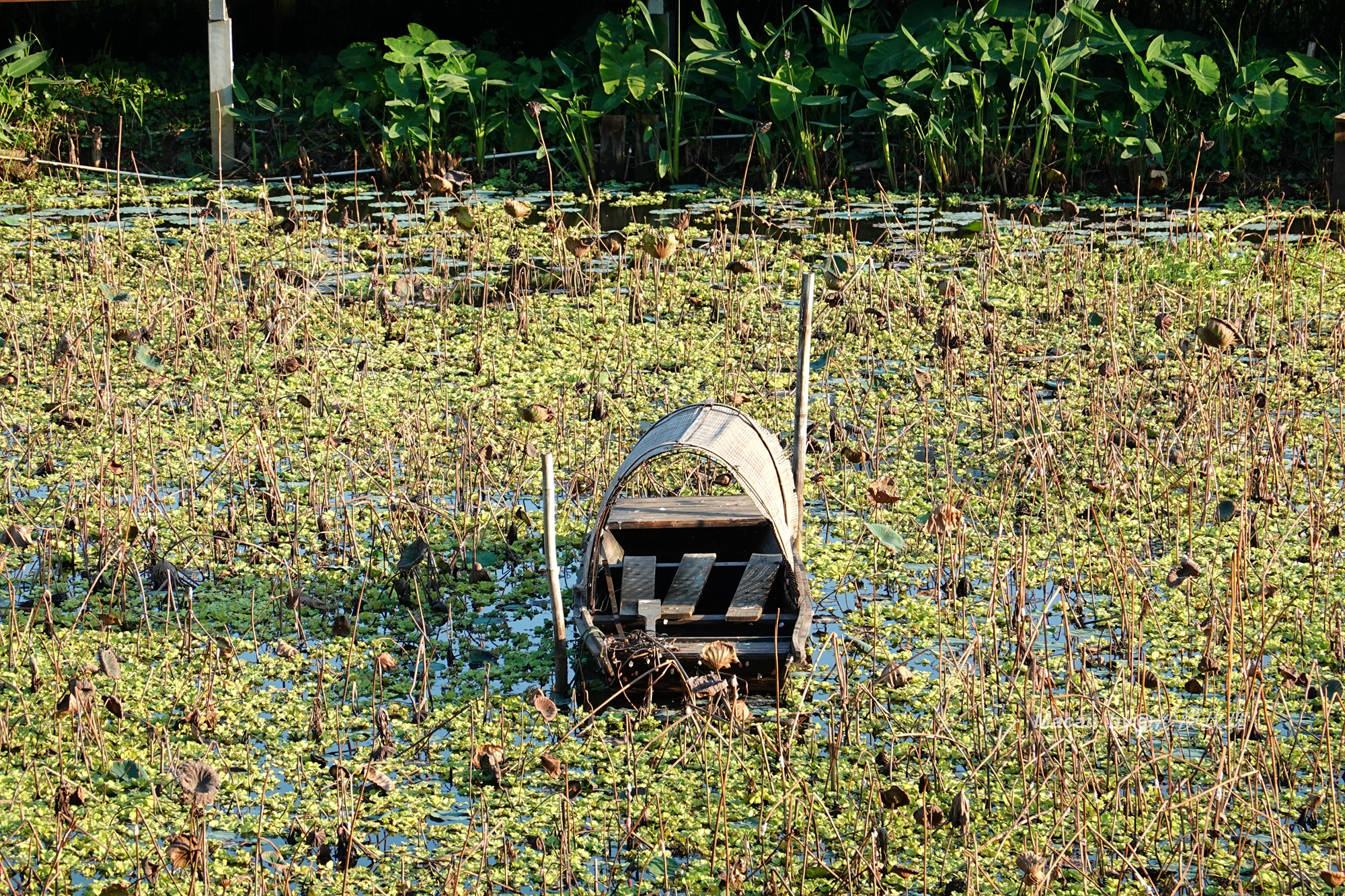 一些关于澳门的独家记忆,澳门的风土人情和生活习惯