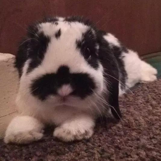 养一只猫结果养了一窝,网友养了两只兔子