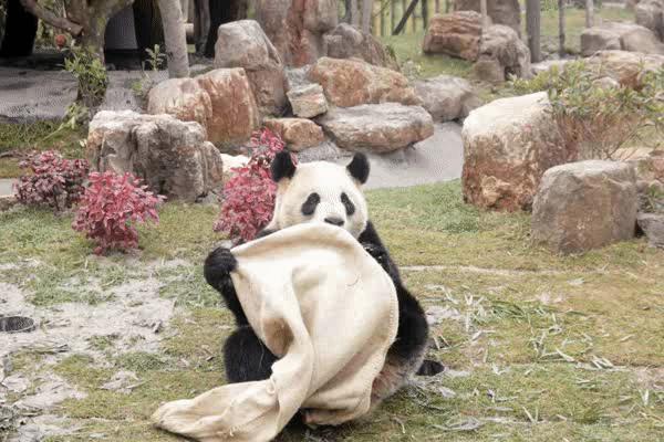 南通森林野生动物世界好玩吗,南通森林野生动物园门票团购