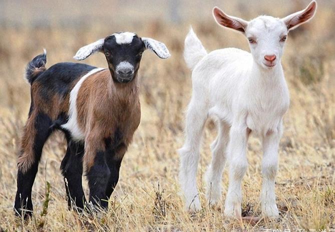 羊布鲁氏杆菌快速检测方法,人患羊布鲁氏杆菌病的症状