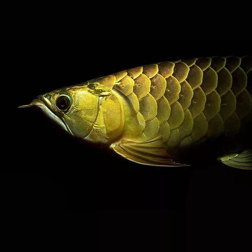 世界顶级淡水鱼大全,世界上顶级鱼类大全