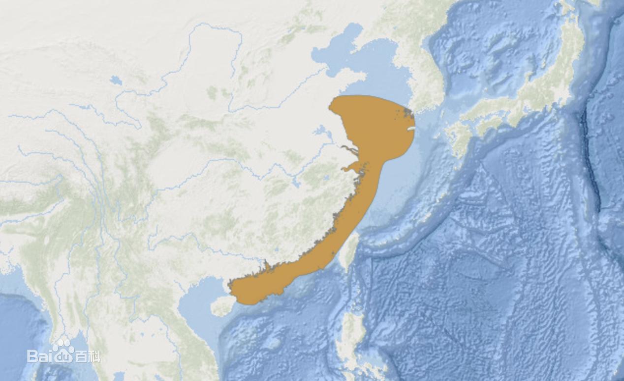 浙江渔民捕获7斤重野大黄鱼,浙江舟山大黄鱼价格