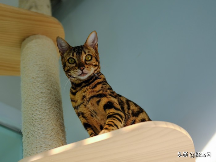 富士中画幅gfx50r测评,富士gfx50sii与50r的区别