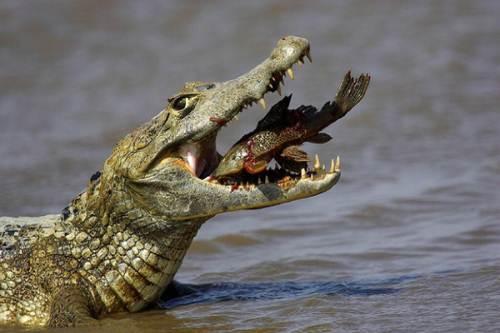 十大恐怖的动物小时候有多可爱,世界上最无所畏惧的动物平头哥