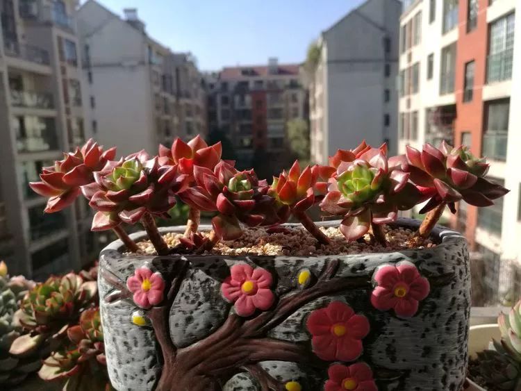 冬日暖阳邂逅最美的多肉,冬日暖阳和多肉暖了我的心