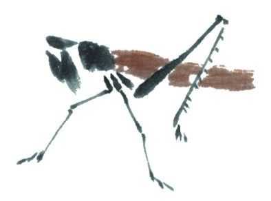 残荷蜻蜓国画画法及调色,徐湛国画蜻蜓的画法