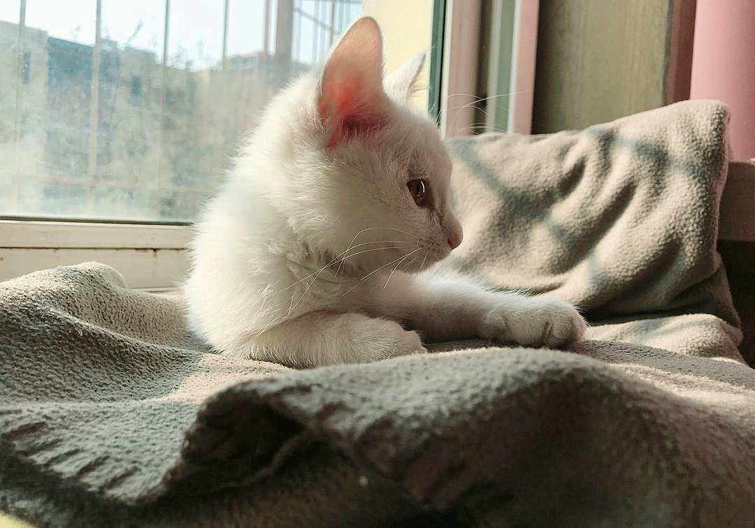 猫咪有毛怎么还怕冷,别看猫咪那么多毛猫咪是很怕冷的