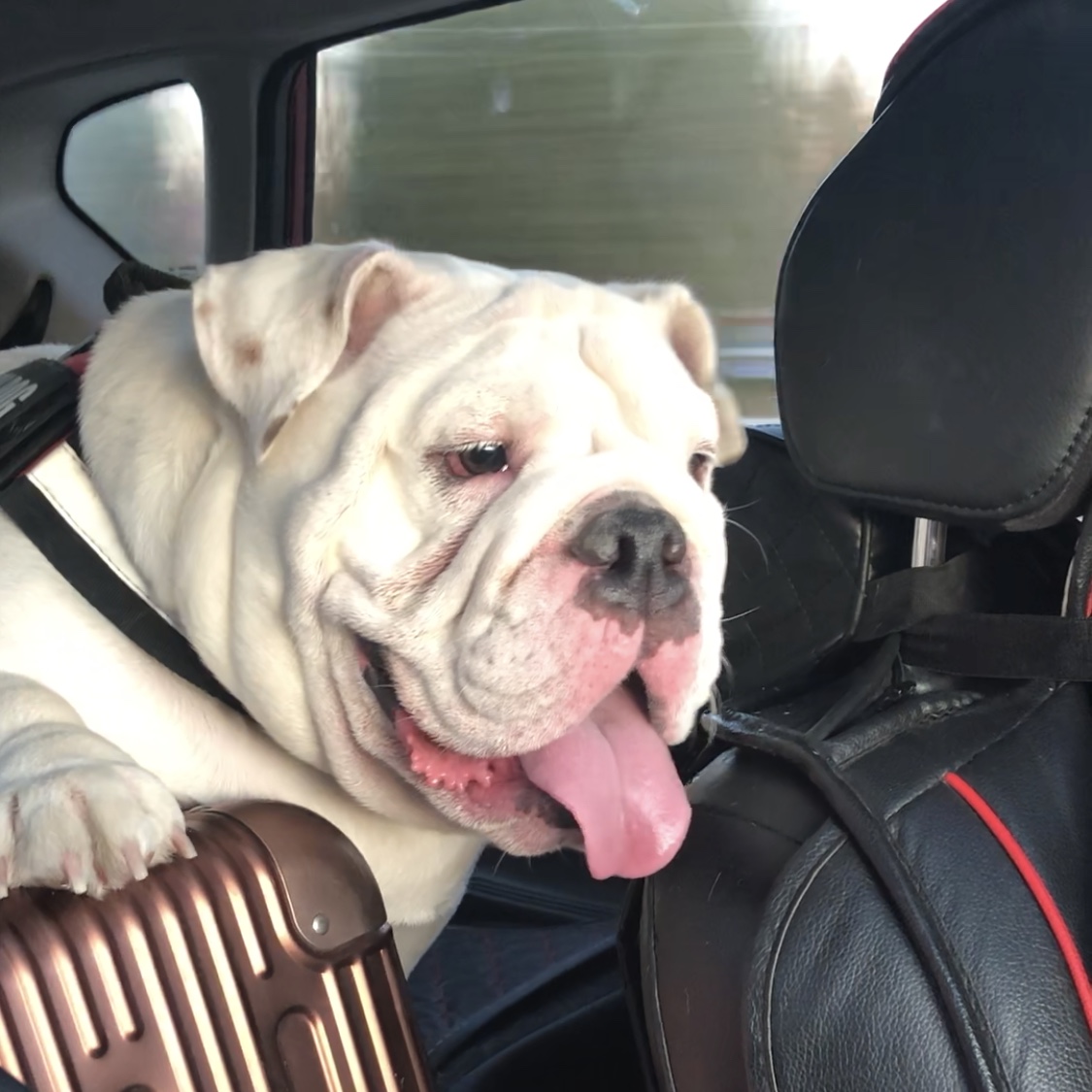 英牛的孕产记实——一场生死线上的考验