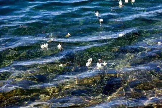 凉山最漂亮的花海,西昌赏花攻略