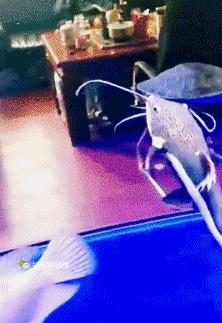 搞笑gif开心一刻可爱的妹子,搞笑gif开心一刻这才是真正的赢家