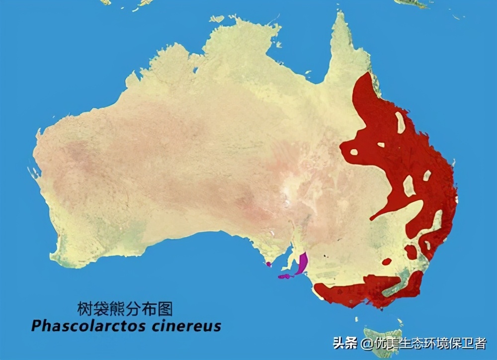 树袋熊的便便为什么是方形的,树袋熊有趣的知识