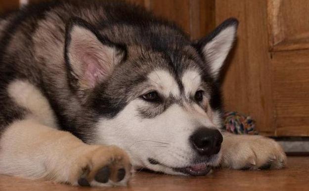 最正确的哈士奇饲养方法,哈士奇怎样正确饲养