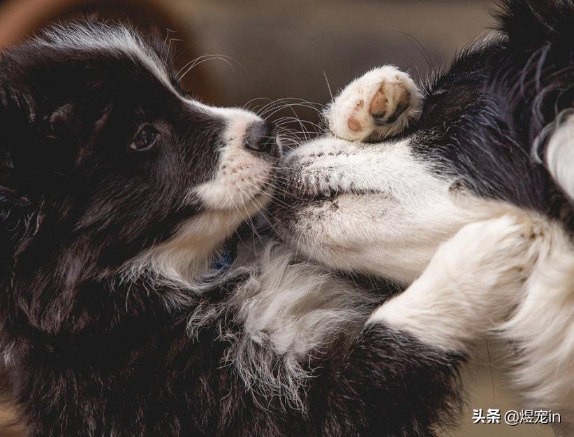 边牧总把粪便放盆里,边牧的排泄物里面有粘液