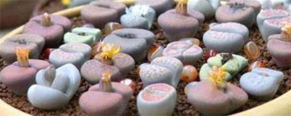 播种的生石花不扎根,生石花播种用什么盆